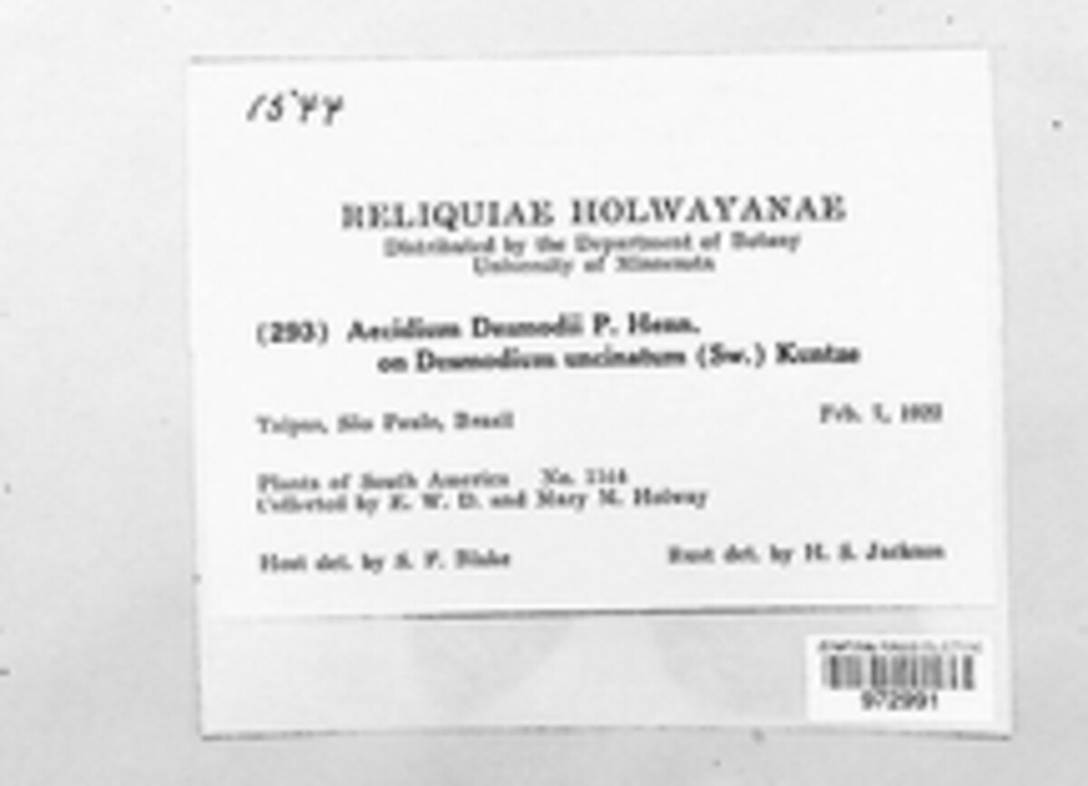 Aecidium desmodii image